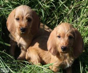 Puzle Štěňata Basset Fauve de Bretagne