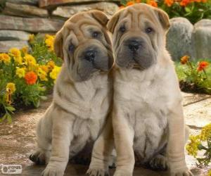 Puzle Štěňata Shar Pei