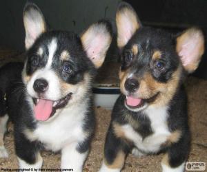 Puzle Štěňátka Welsh Corgi Cardigan