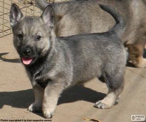 Puzle Švédský Vallhund štěně