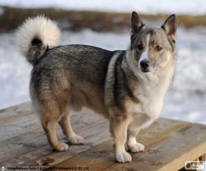 Puzle Švédský Vallhund