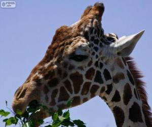 Puzle Žirafa jíst