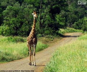 Puzle Žirafa na cestě