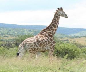 Puzle Žirafa při pohledu na krajinu