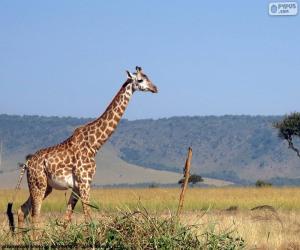 Puzle Žirafa v krajině