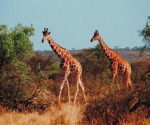 Puzle Žirafy chůze