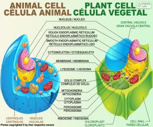 Puzle Živočišná a rostlinné buňka