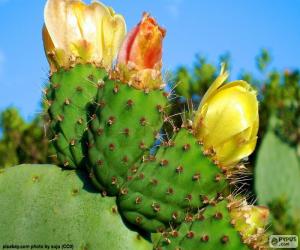 Puzle Žlutá kaktusy