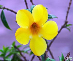 Puzle Žlutý květ z pěti lístků