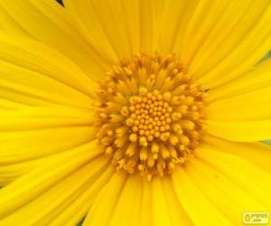 Puzle Žlutý květ