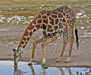 Puzle žirafa pití u rybníka
