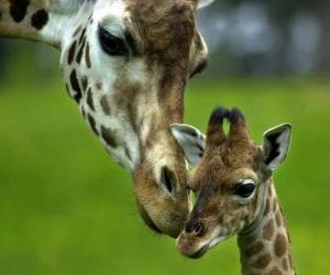 Puzle žirafa s dítětem