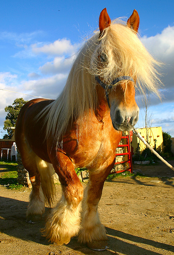 haflinger bubo kôň puzzle