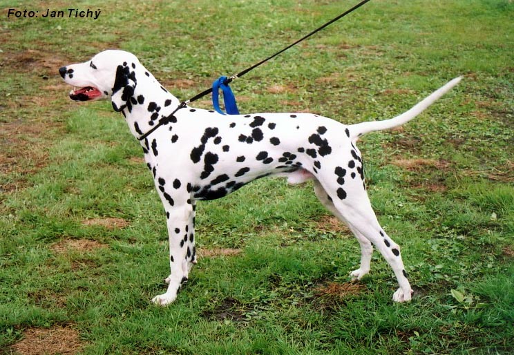 Dalmata puzzle