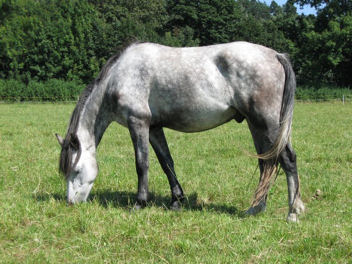 Jupík kůň z Dolní Rožínky Zámecký statek puzzle