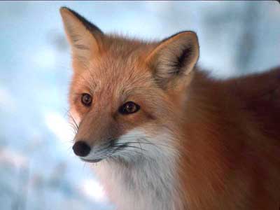 FoxManTV puzzle